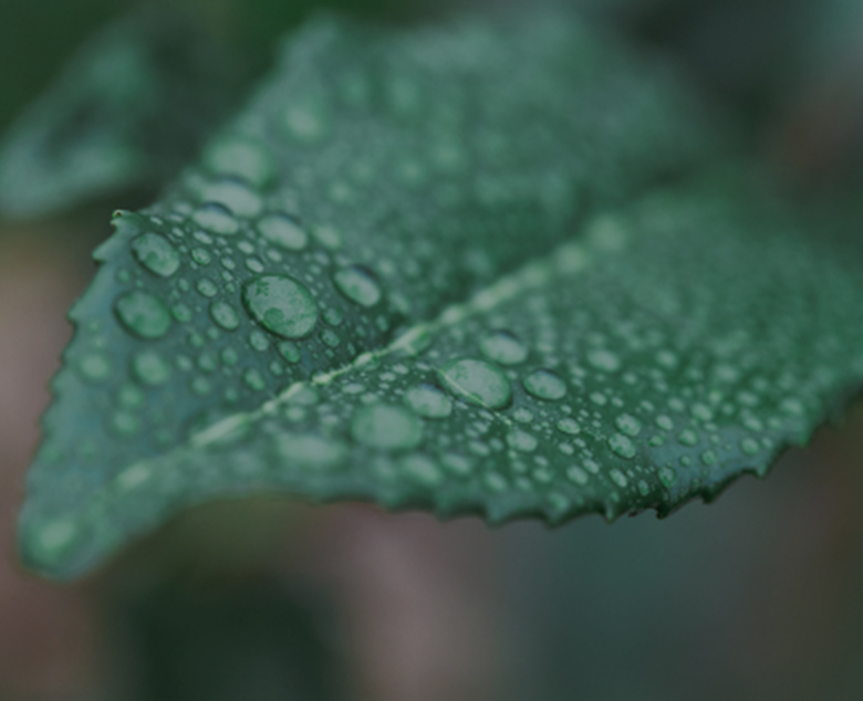 ORGANIC LEAF